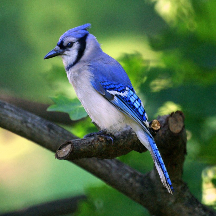 Blue-Jay-Lovely-Bird.jpg