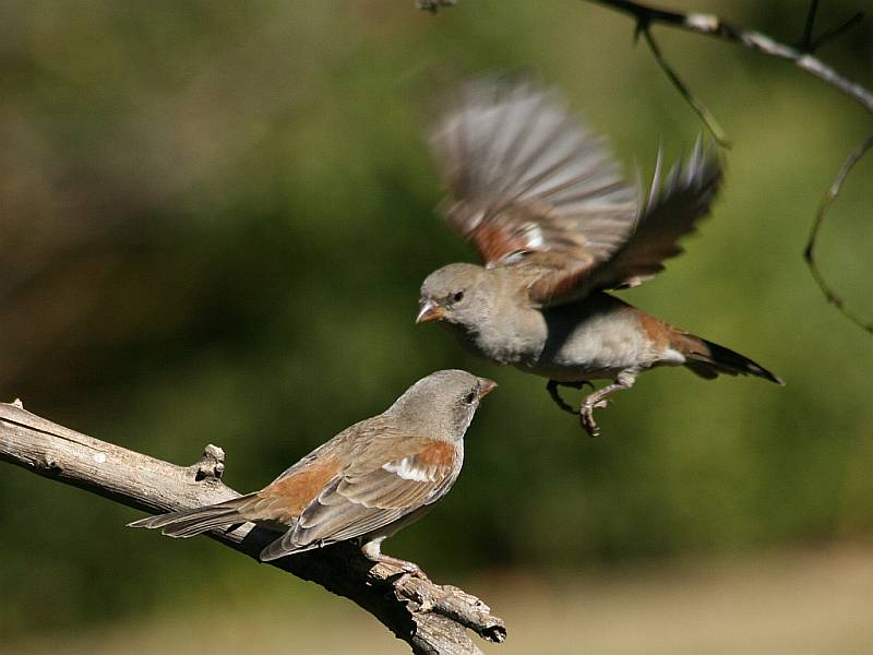 Two_Southern_Grey-headed_Sparrows_(Passer_diffusus),_one_in_flight